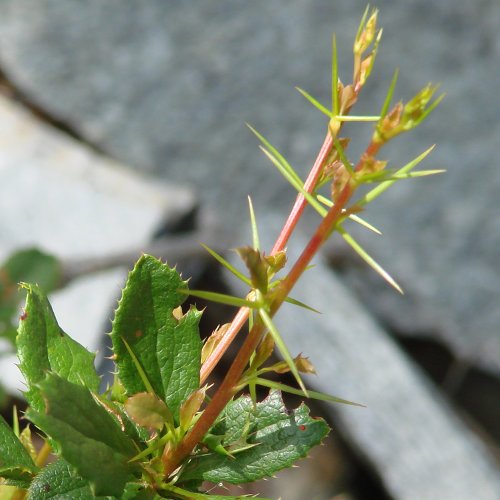 Gemeine Berberitze / Berberis vulgaris